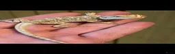 Bearded Dragon reptiles for sale: Baby bearded dragons hypos mixed  - Advert 3