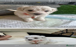 Mixed Breed dogs for sale: French matlipoo - Image 6