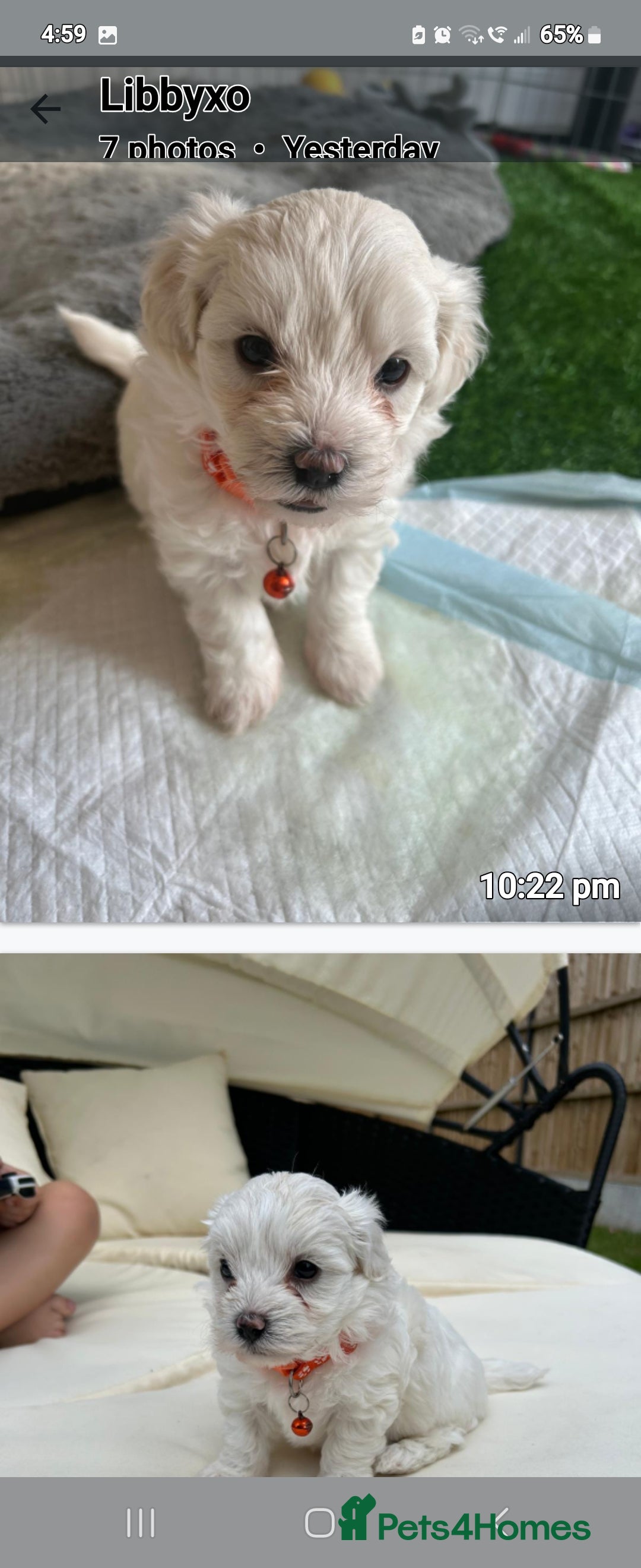 Mixed Breed dogs for sale: French matlipoo - Image 6