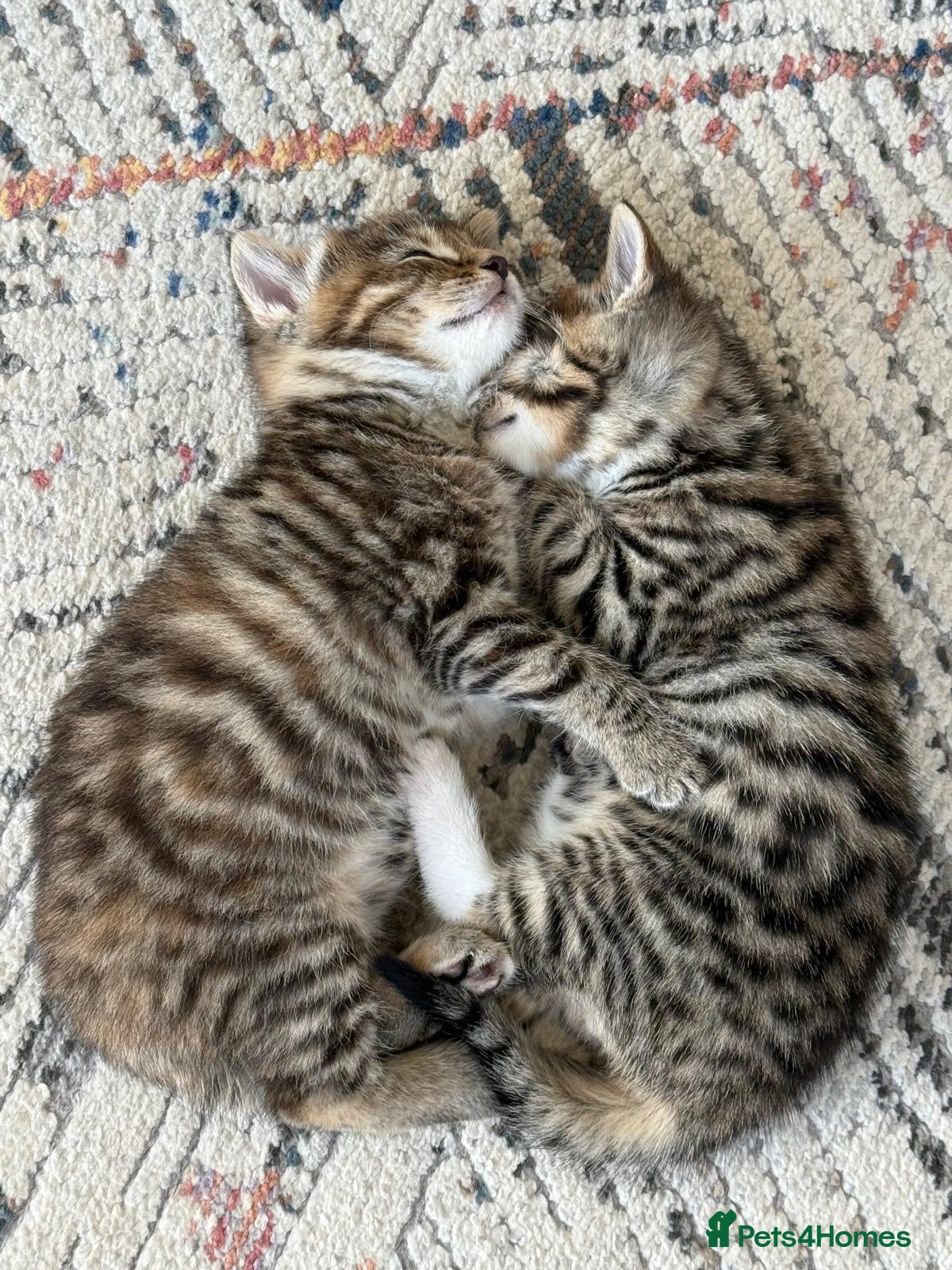 Mixed Breed cats Tabby kittens for sale in pair, sister and brother - Advert 1