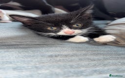 Mixed Breed cats for sale: 6 kittens to a loving home  - Image 6