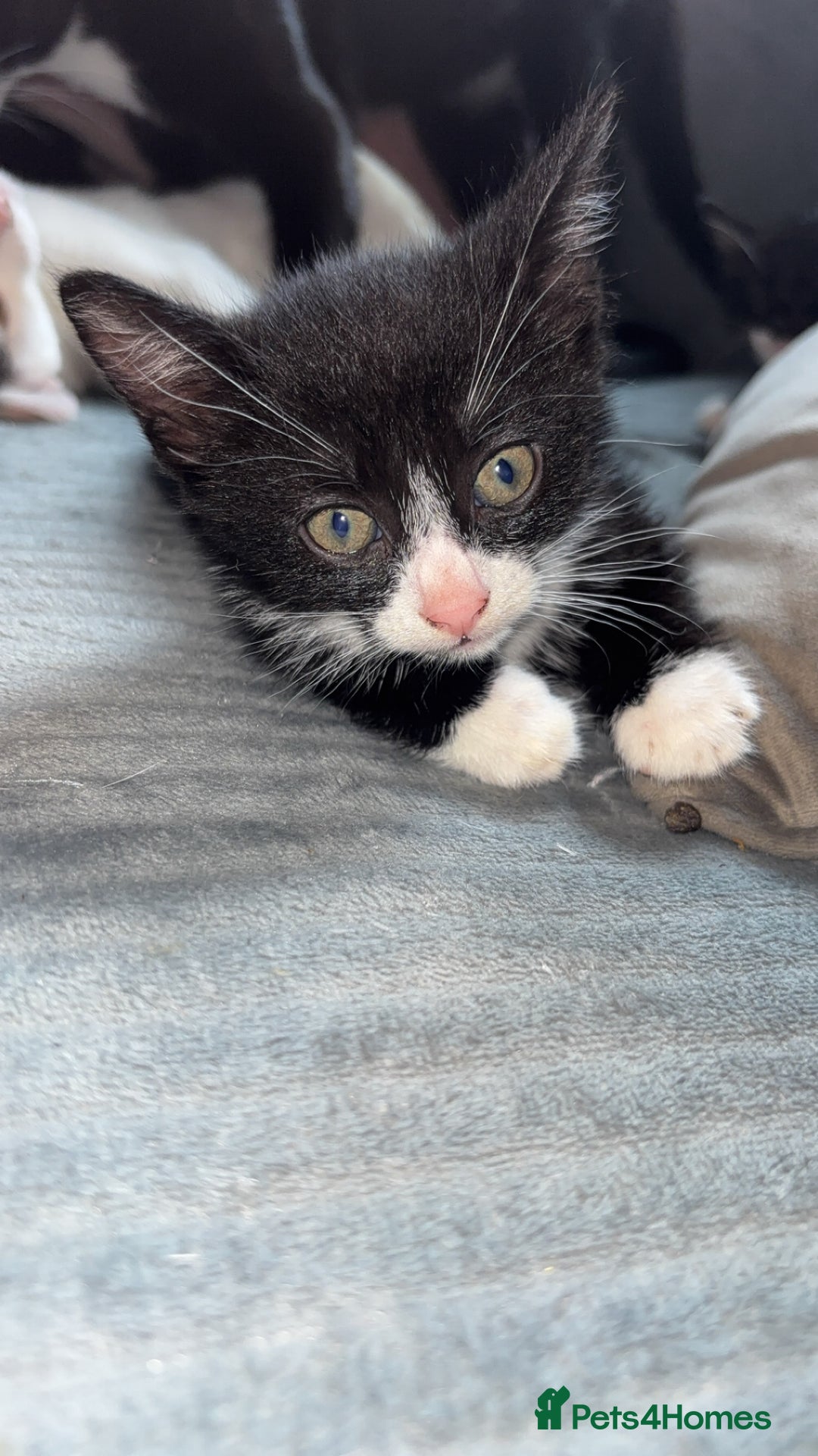 Mixed Breed cats for sale: 6 kittens to a loving home  - Image 6