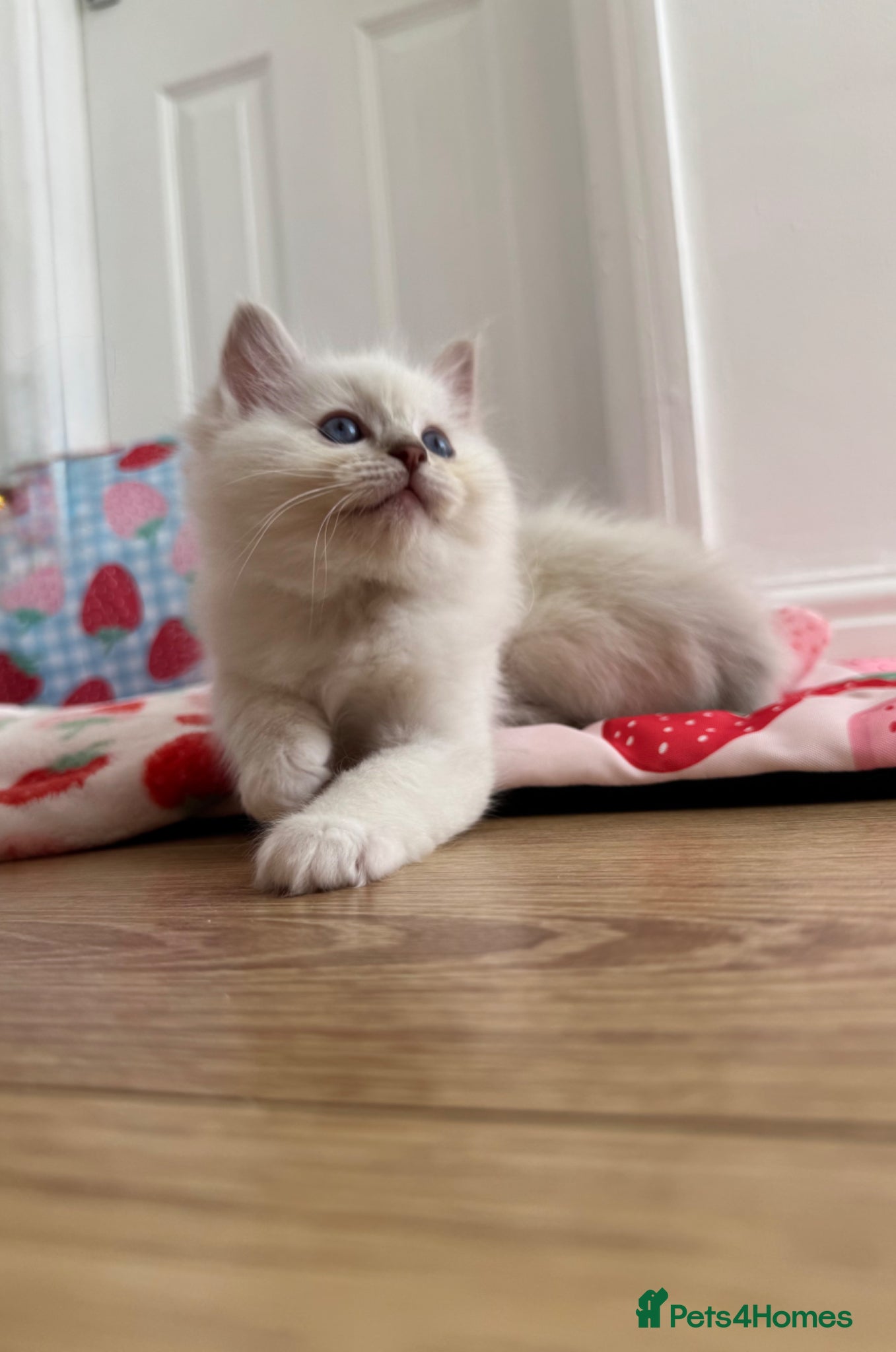 Ragdoll cats GCCF LILAC Ragdoll kittens  - Advert 2
