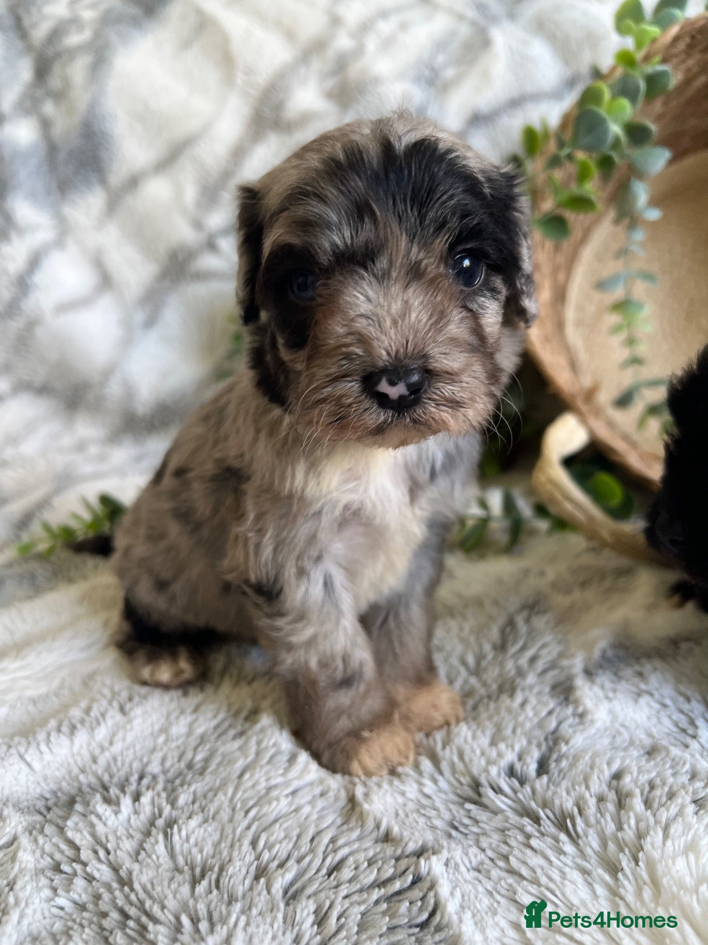 Cavapoo dogs for sale: THERAPY RAISED DNA TESTED CAVAPOOS - Advert 2