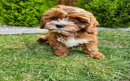 Cavapoo dogs for sale: Cavapoo dna clear  - Image 23