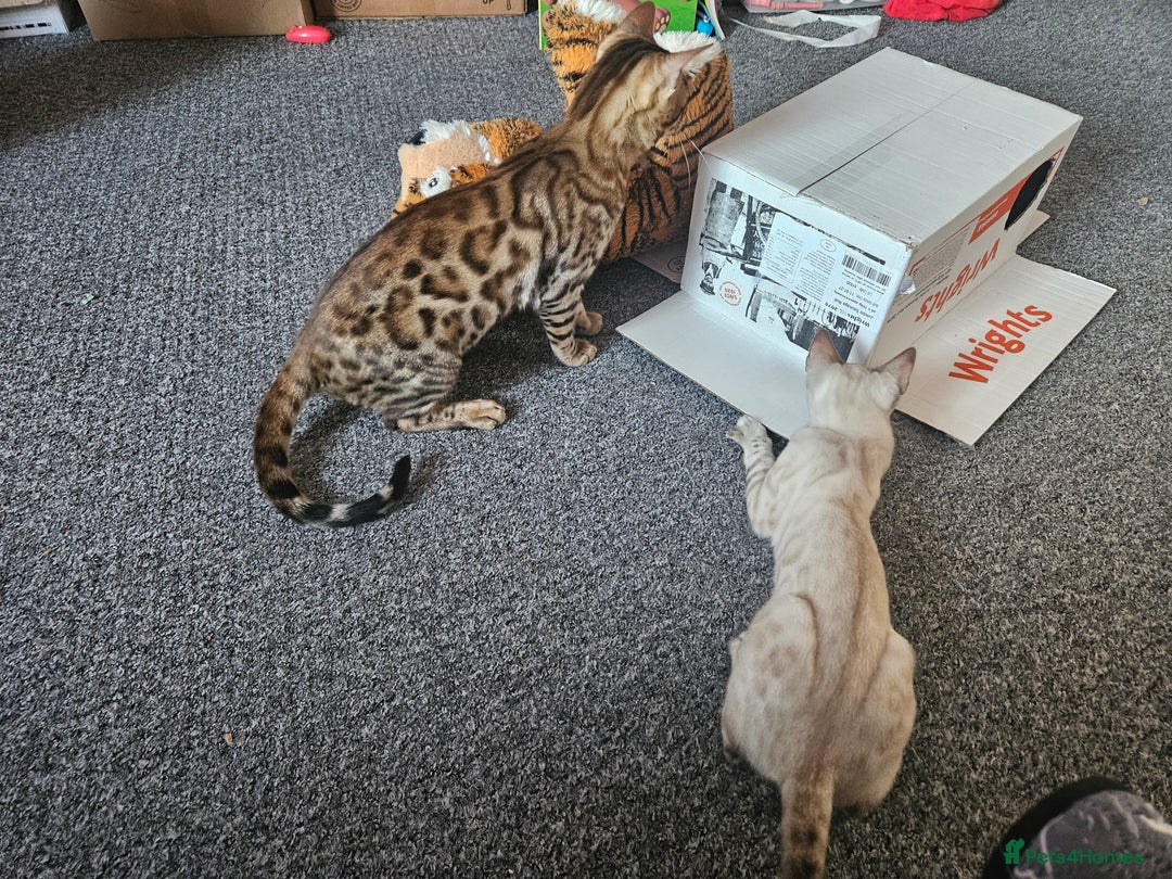 Bengal cats for sale: Beautiful boy for sale  - Advert 5
