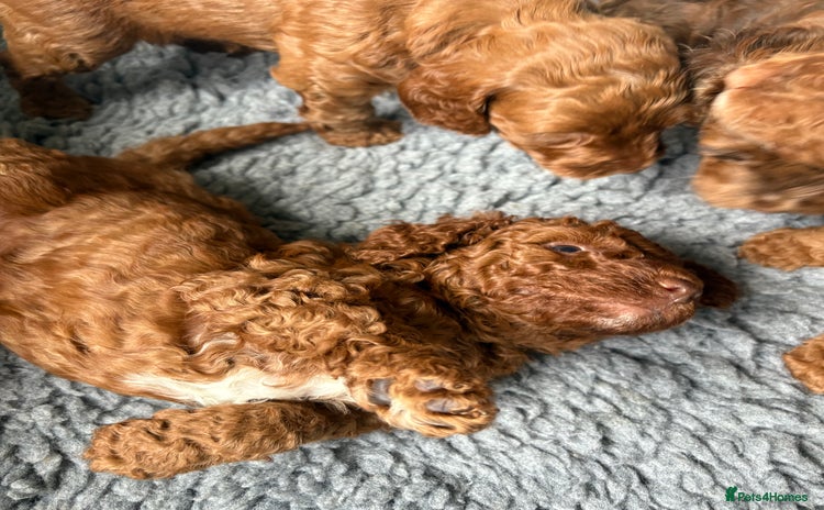 Cockapoo dogs - Advert 3
