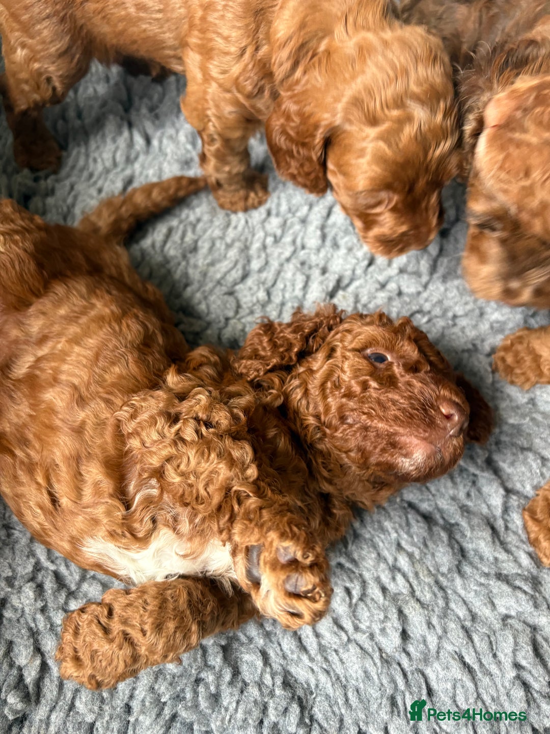 Cockapoo dogs for sale: Red, Chocolate and Merle Cockapoo Puppies - Image 1
