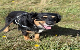 Mixed Breed dogs for adoption: Sweet Bubu Looking For Love  - Image 11