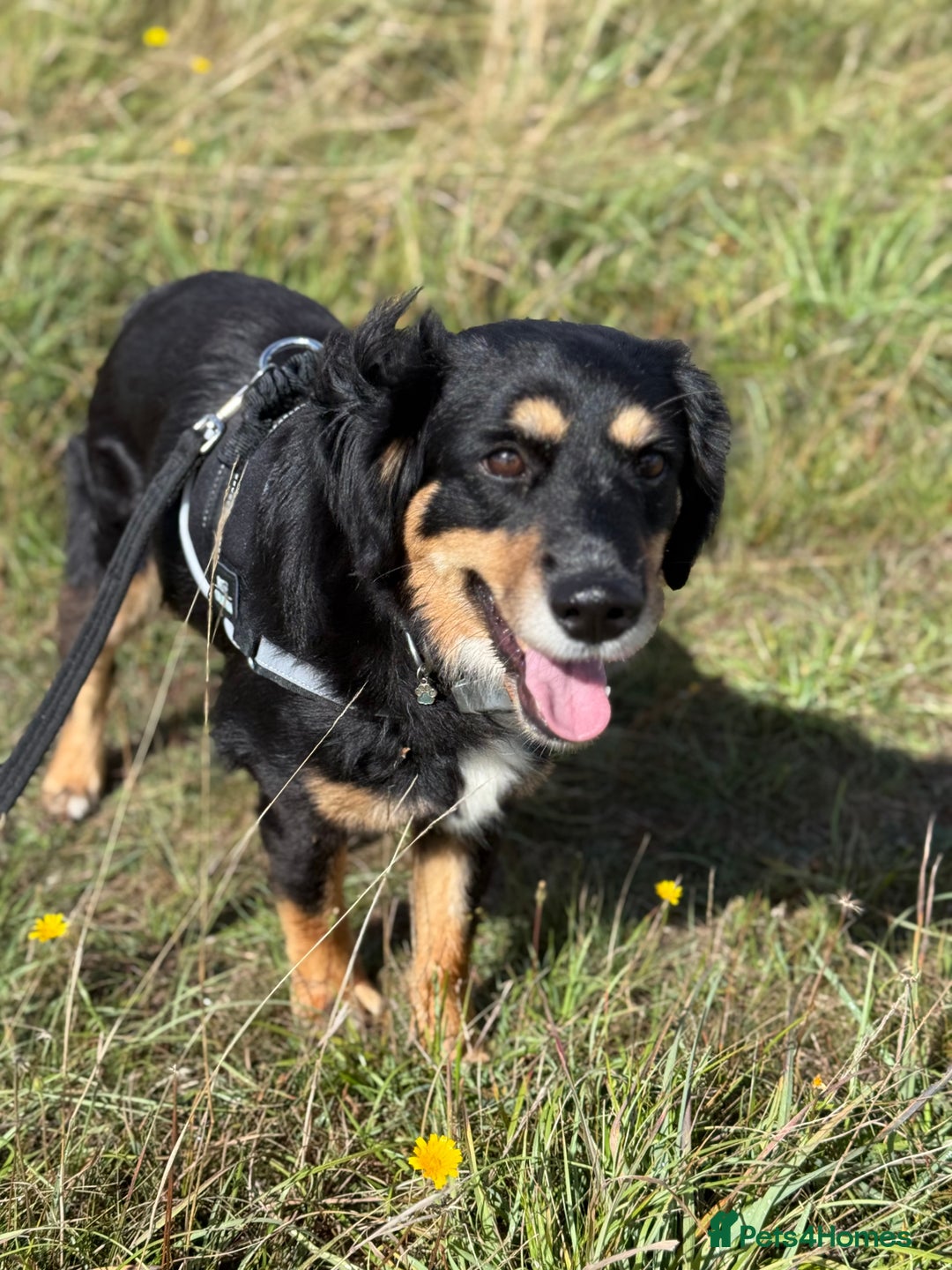 Mixed Breed dogs for adoption: Sweet Bubu Looking For Love  - Image 11