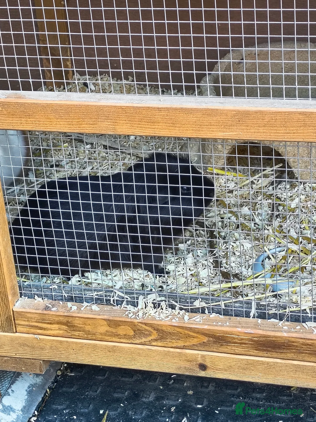 Guinea Pig rodents for sale: 2 beautiful male guinea pigs for sale  in Saint Helens - Advert 2