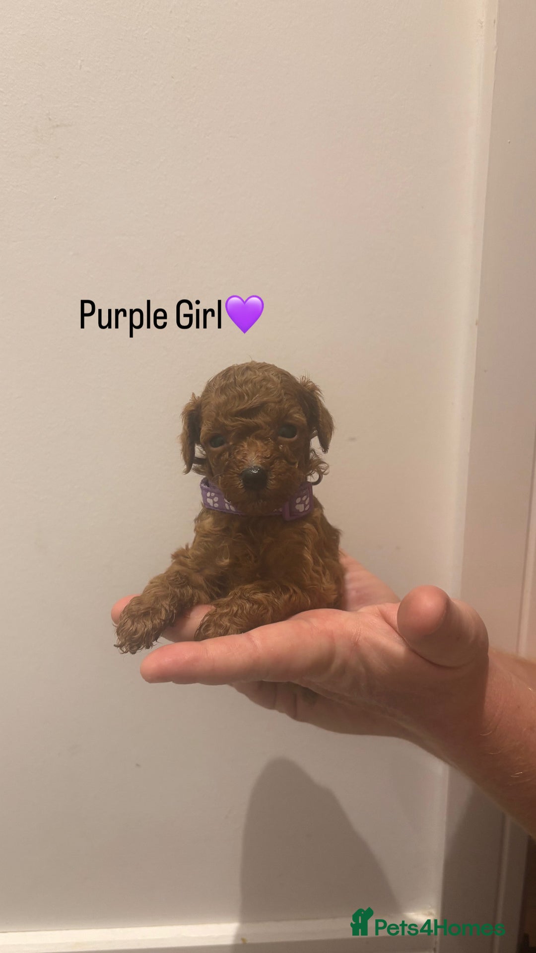Toy Poodle dogs for sale: Deep Red Toy Poodle Puppies ❤️ - Image 4