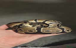 Python Snake reptiles for sale: Royal ball python For Rehoming - Advert 4