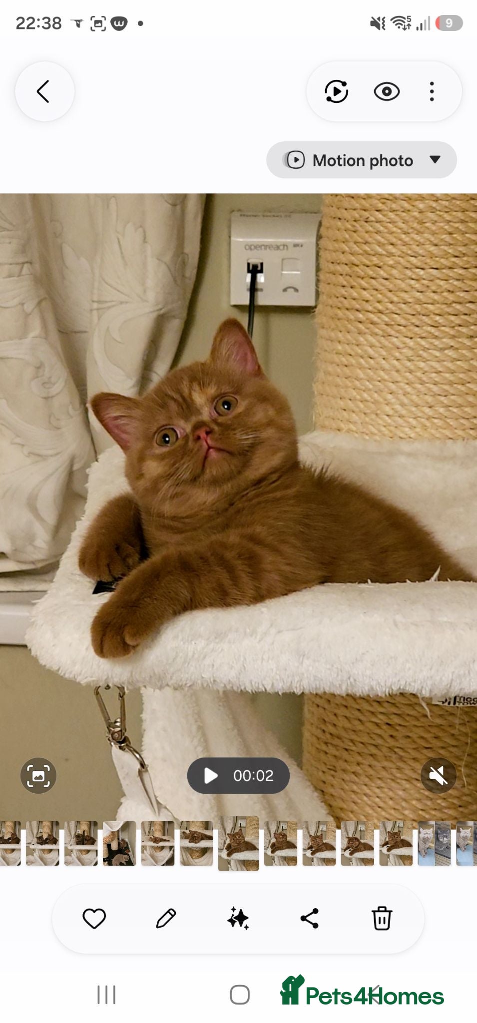 British Shorthair cats GCCF BSH champion parents cinnamon tortie female - Advert 13