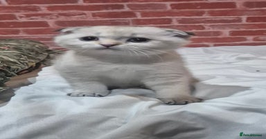 Scottish Fold cats - Advert 16
