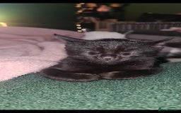 Mixed Breed cats for sale: Beautiful playing kittens  - Image 3