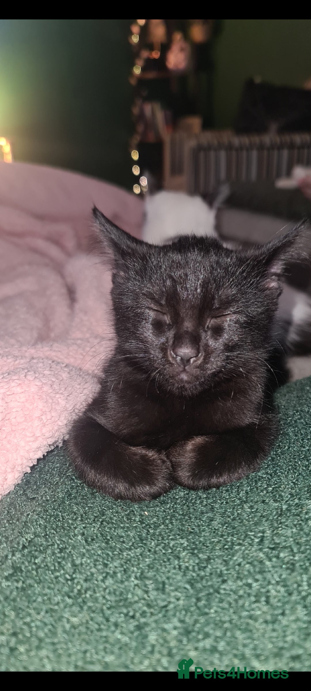 Mixed Breed cats for sale: Beautiful playing kittens  - Image 3