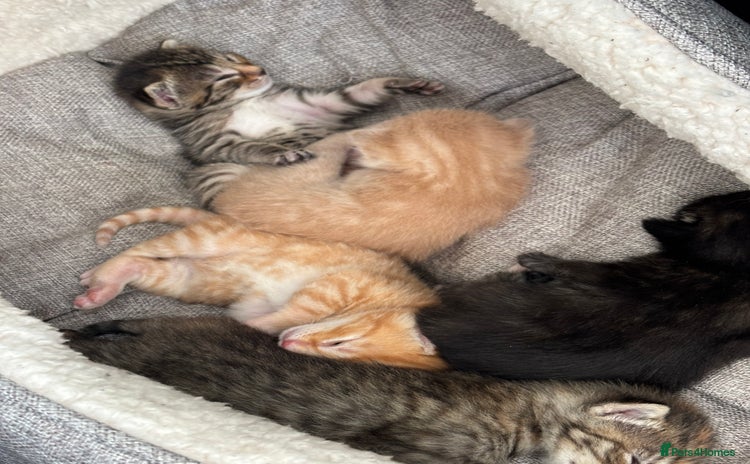 Bengal cats - Advert 1