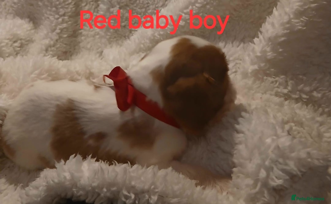 Cavalier King Charles Spaniel dogs for sale: Health tested Cavalier King Charles  - Image 12