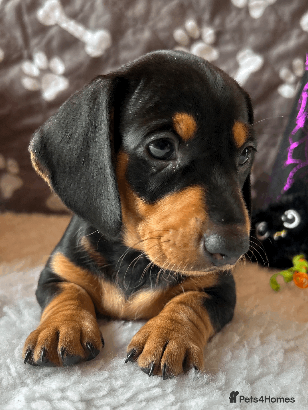 Dachshund dogs for sale: Beautiful Dachshund Puppies Ready to go 8th Nov  - Image 22