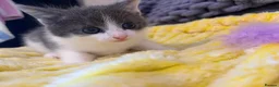 Mixed Breed cats for sale: Male kitten  - Advert 9