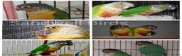 Parrots birds for sale: Amazos/Parakeets/Parrots available  - Advert 16