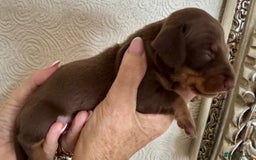 Miniature Dachshund dogs for sale: Miniature dachshunds  - Image 20