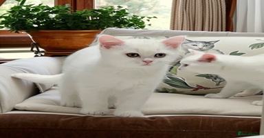 British Shorthair cats - Advert 16