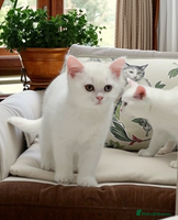 British Shorthair cats - Advert 1