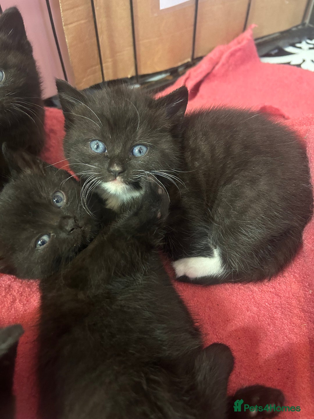 British Shorthair cats for sale: British Shorthair kittens for sale - Image 13