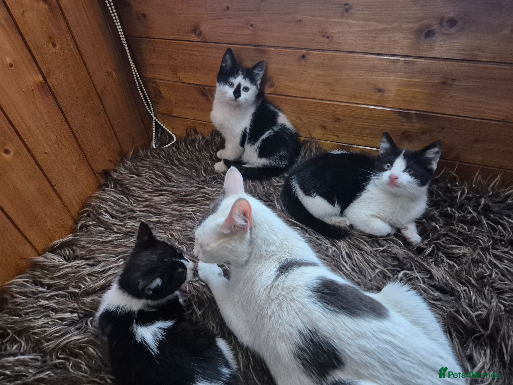 Mixed Breed cats 3 little girls - Advert 1