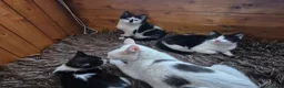Mixed Breed cats for sale: 3 little girls in Nottingham - Advert 1