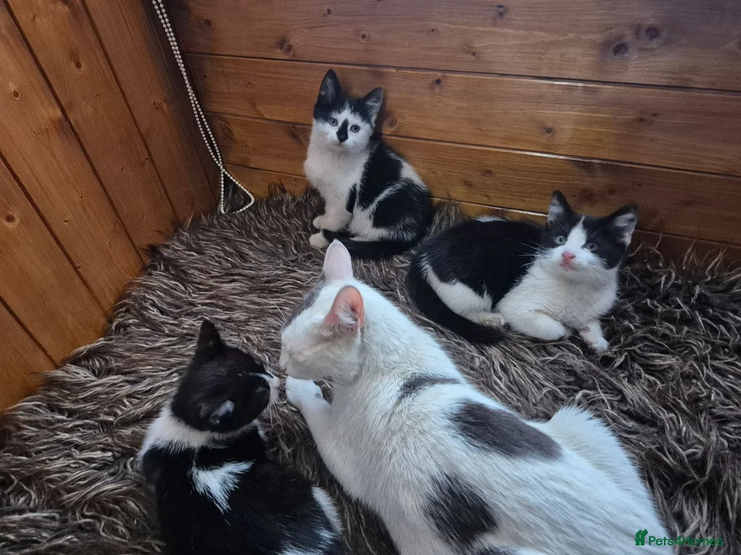 Mixed Breed cats for sale: 3 little girls in Nottingham - Advert 1