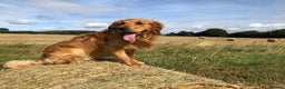 Golden Retriever dogs for stud: Quernmore Stanley 100% DNA CLEAR On All Diseases in Barnsley - Advert 3