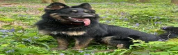 German Shepherd dogs for sale: Rocco is looking for a new home  - Advert 2