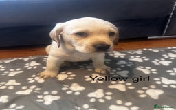 Labrador Retriever dogs for sale:  Labrador puppies - Ready now  in Aberdeen - Image 22