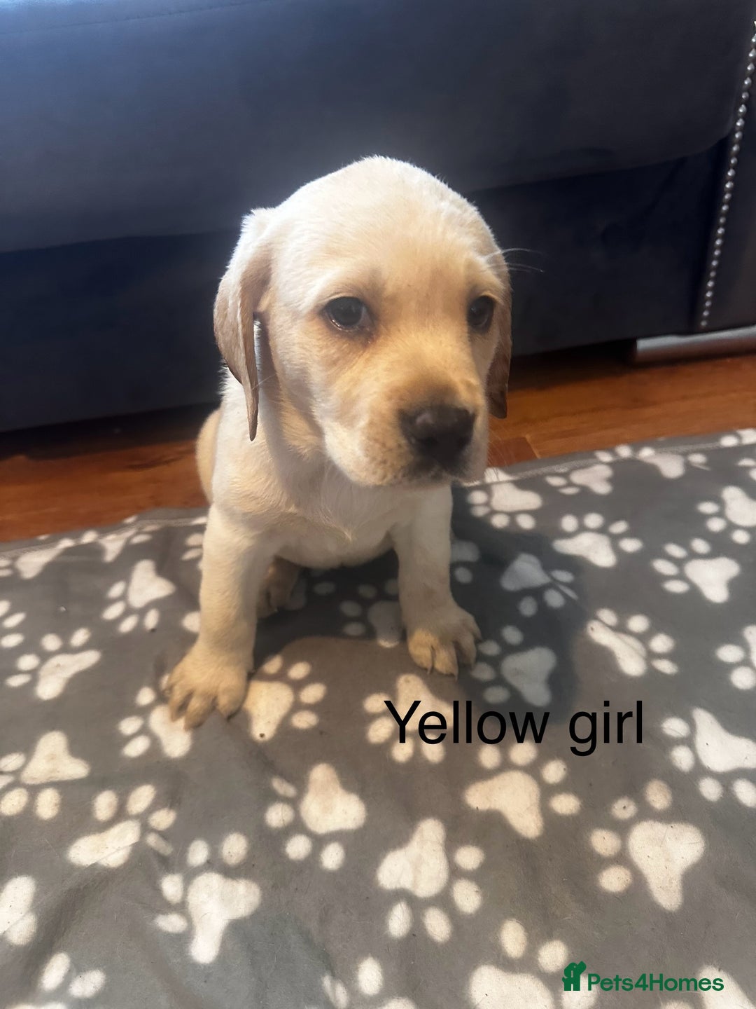 Labrador Retriever dogs for sale:  Labrador puppies - Ready now  in Aberdeen - Image 22