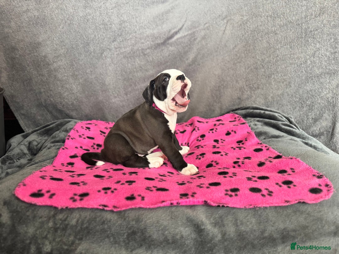Old Tyme Bulldog dogs for sale: 🩷🩷Old Tyme Bulldog Puppies🩷🩷 - Image 18