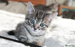 Bengal cats for sale: Adorable, affectionate, so cute kittens for sale!! - Image 8