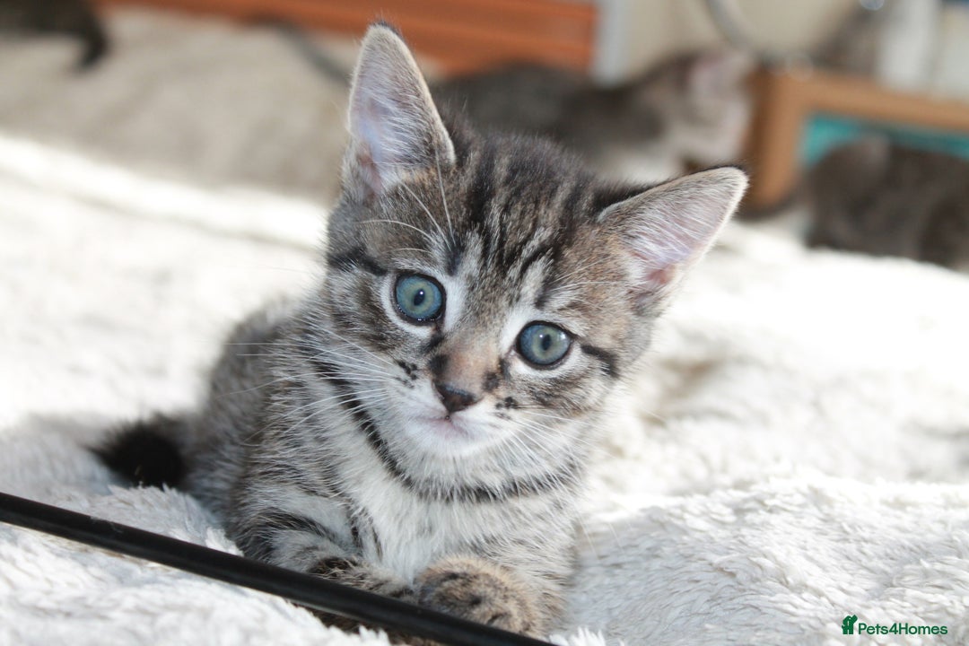 Bengal cats for sale: Adorable, affectionate, so cute kittens for sale!! - Image 8