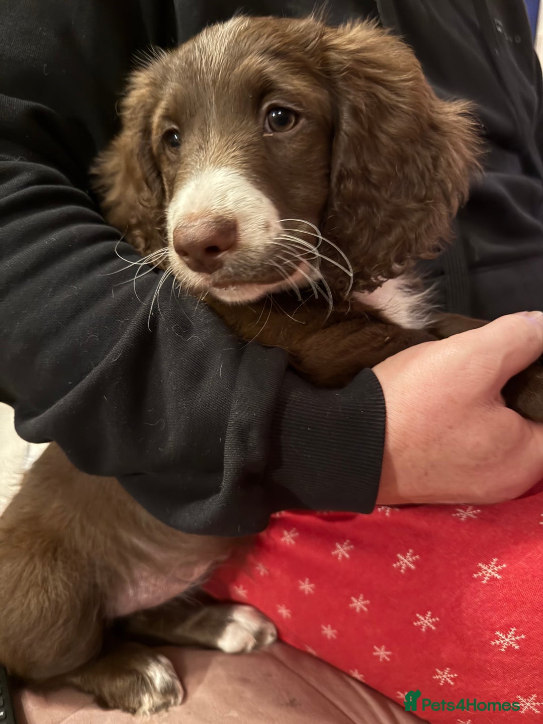 Mixed Breed dogs for sale: Doxie puppies  - Advert 36