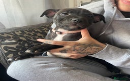 Staffordshire Bull Terrier dogs for sale: Last female Staffy looking for forever home - Image 4