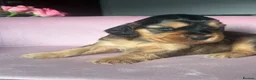 Mixed Breed dogs for sale: RARE MINIGOLDEN RETRIEVERS/DAKOTA SPORT RETRIEVERS - Advert 29