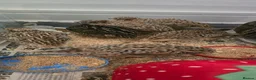 Quail poultry for sale: Quail chick Plympton  in Plymouth - Advert 2
