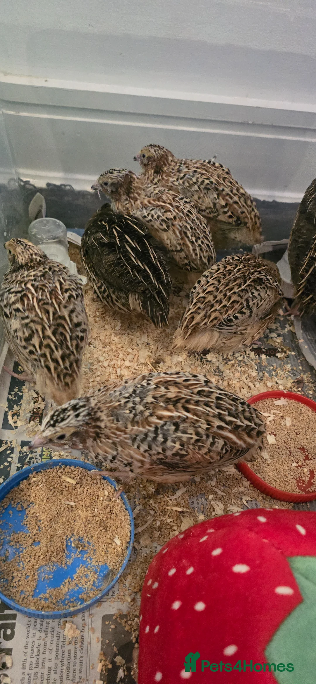 Quail poultry for sale: Quail chick Plympton  in Plymouth - Advert 2