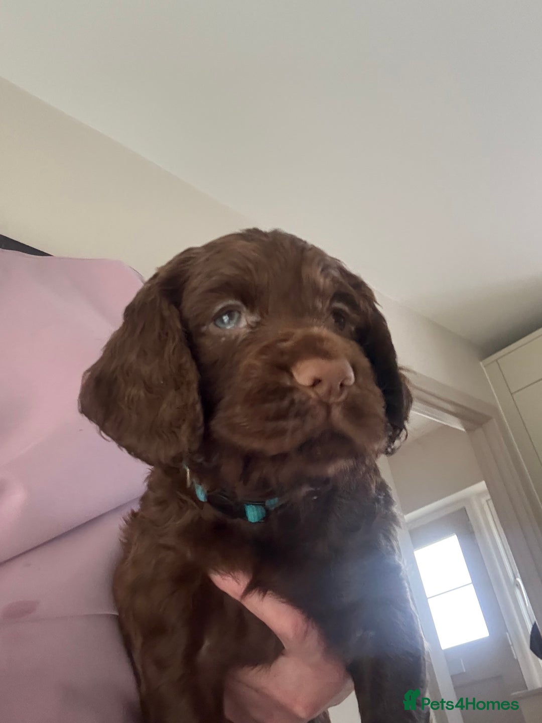 Cocker Spaniel dogs for sale: Two beautiful boy working cocker spaniels left - Advert 4
