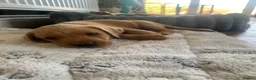 Labrador Retriever dogs for sale: Adorable KC Labrador puppies 🐾 - Advert 4
