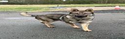 German Shepherd dogs for sale: Elite DDR German Shepherd - World-Class Pedigree  - Advert 2