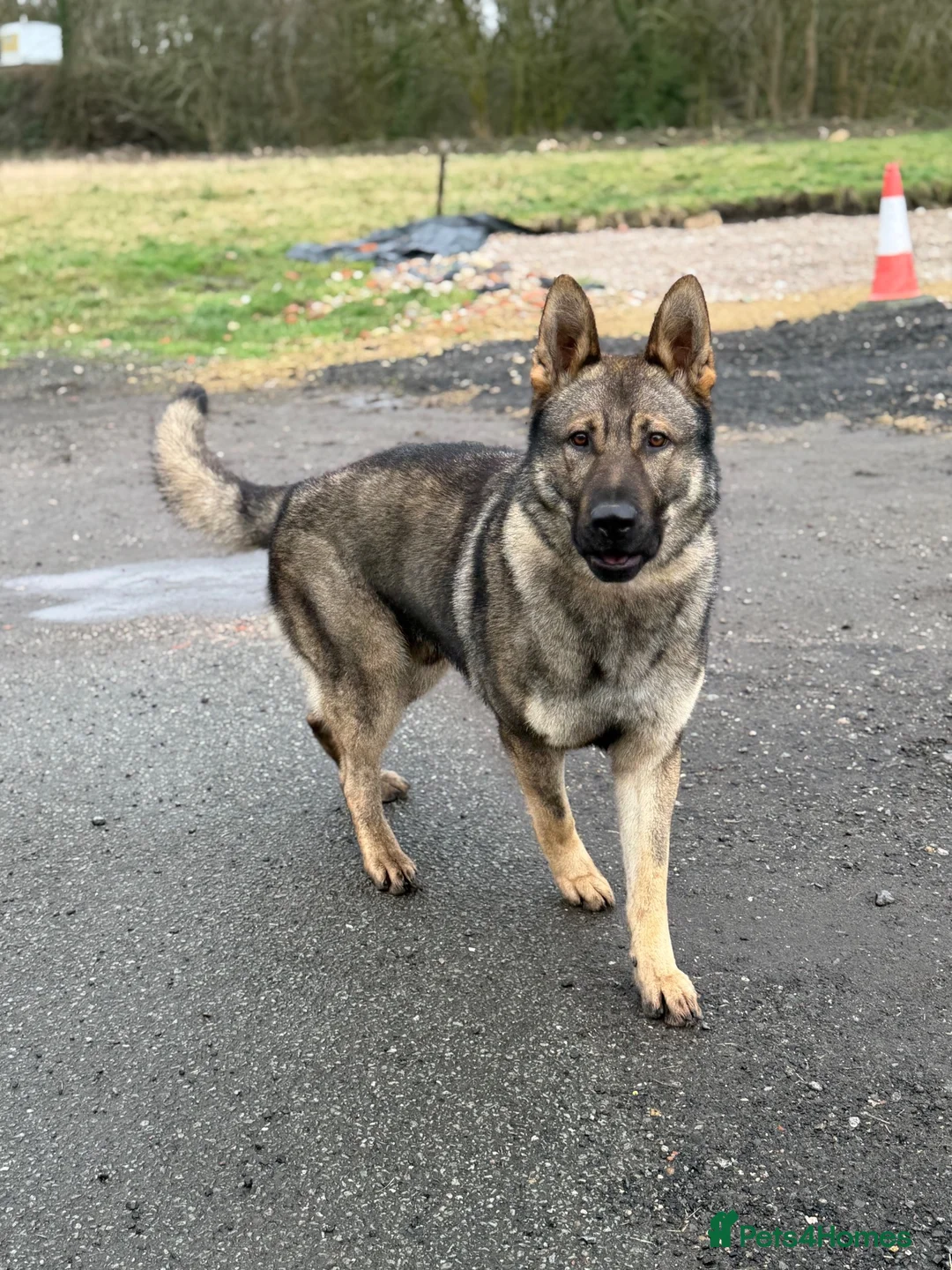 German Shepherd dogs for sale: Elite DDR German Shepherd - World-Class Pedigree  - Advert 2