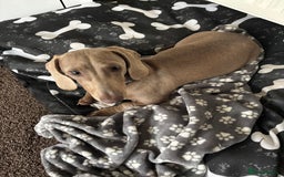 Miniature Dachshund dogs for sale: Marley the mini dachshund  - Image 1